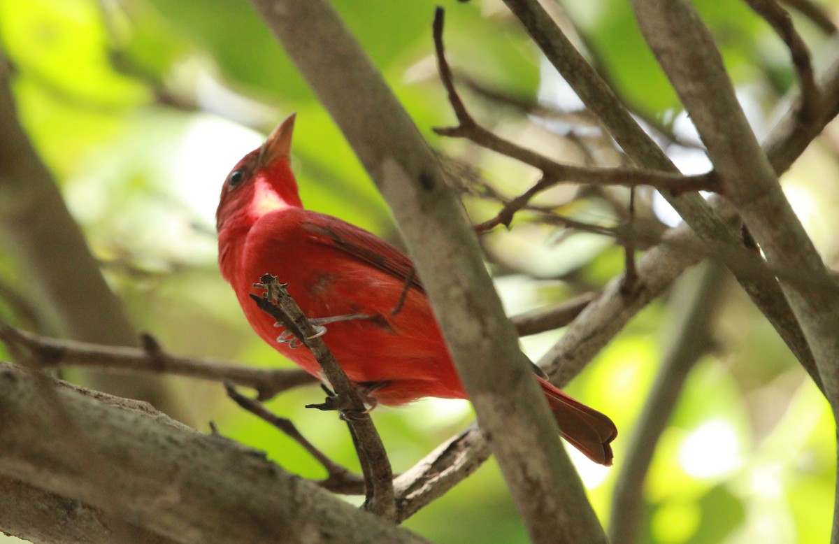 Summer Tanager - Katie Moreland
