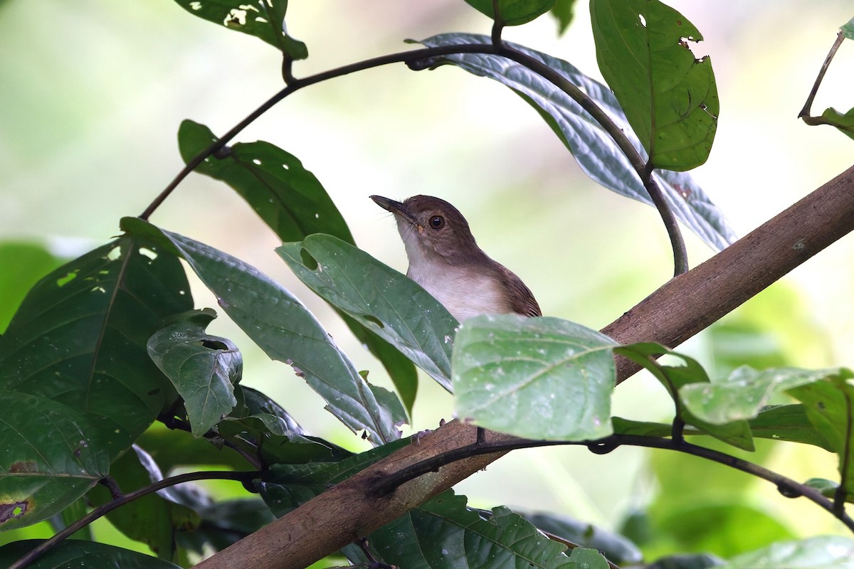 Sulawesi Babbler - ML644366972