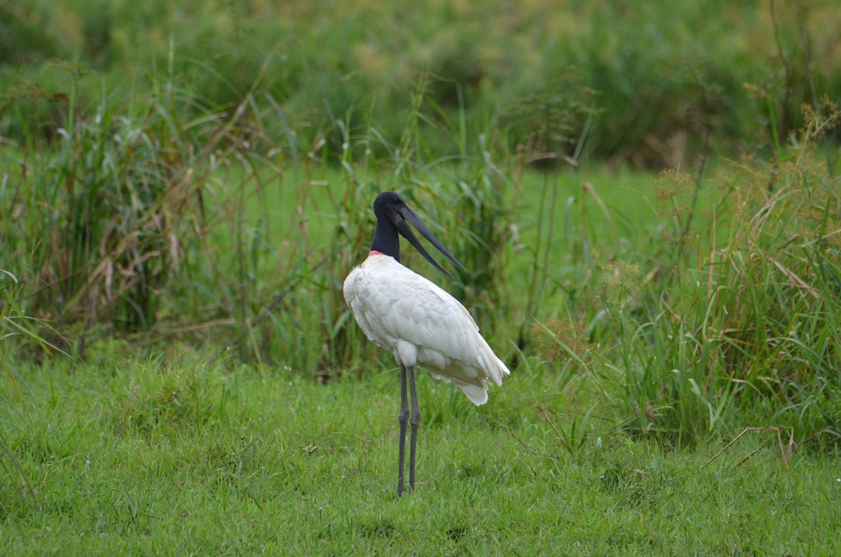 Jabiru - ML644366973
