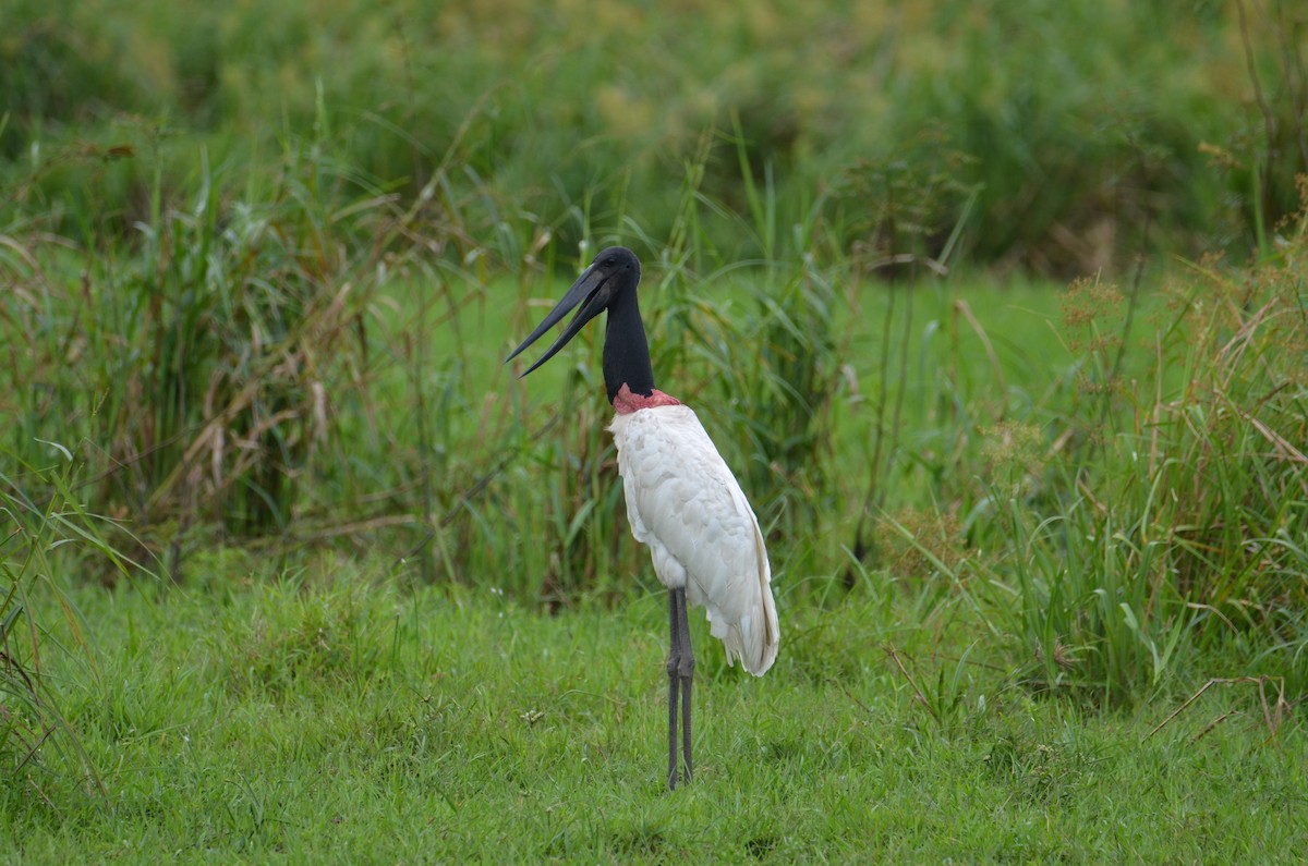 Jabiru - ML644366974