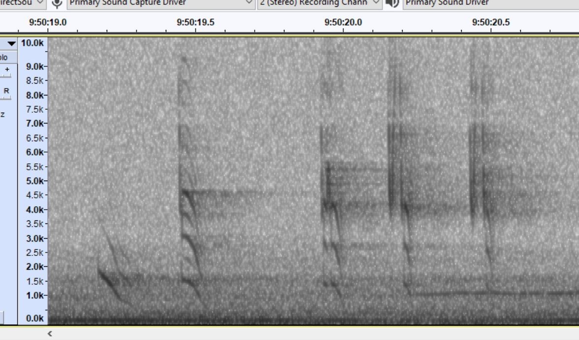 Northern Saw-whet Owl - ML644366976