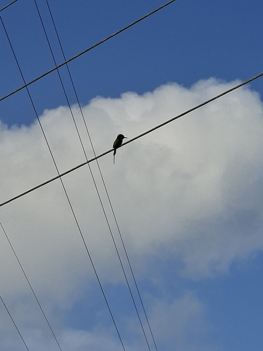 Asian Green Bee-eater - Rasheeda Mol
