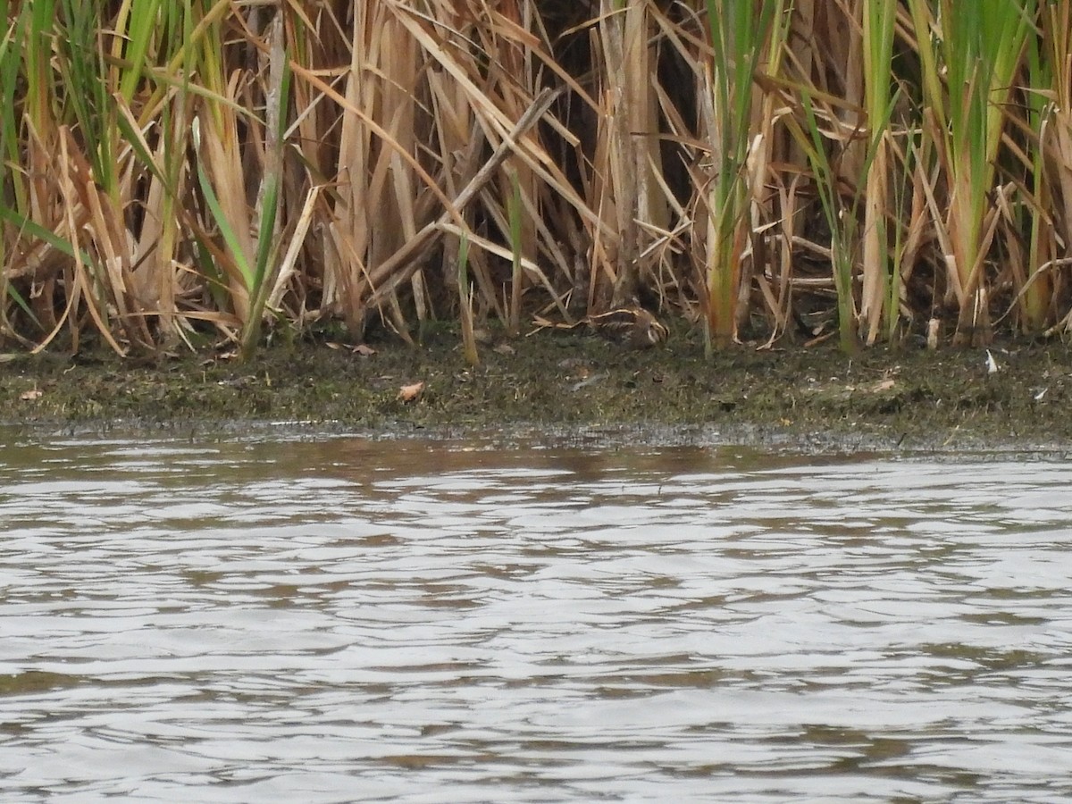 Frullino - ML644366979