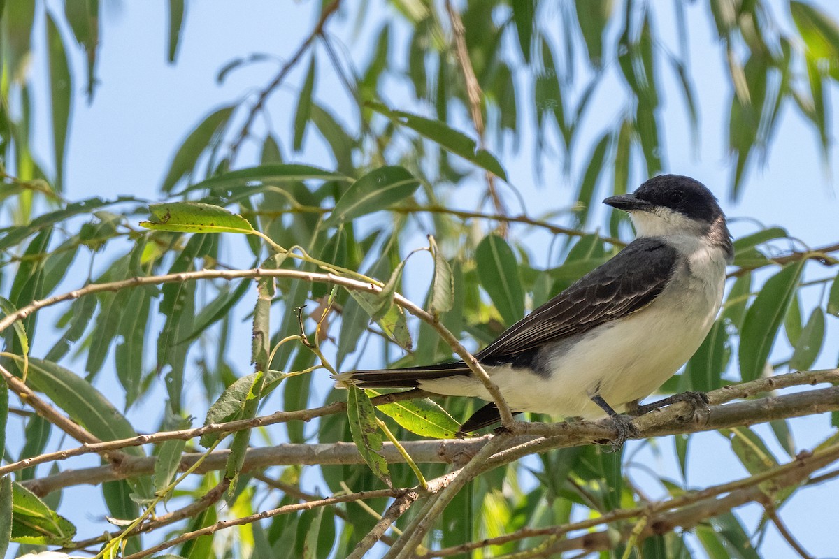 Eastern Kingbird - Linda Sullivan