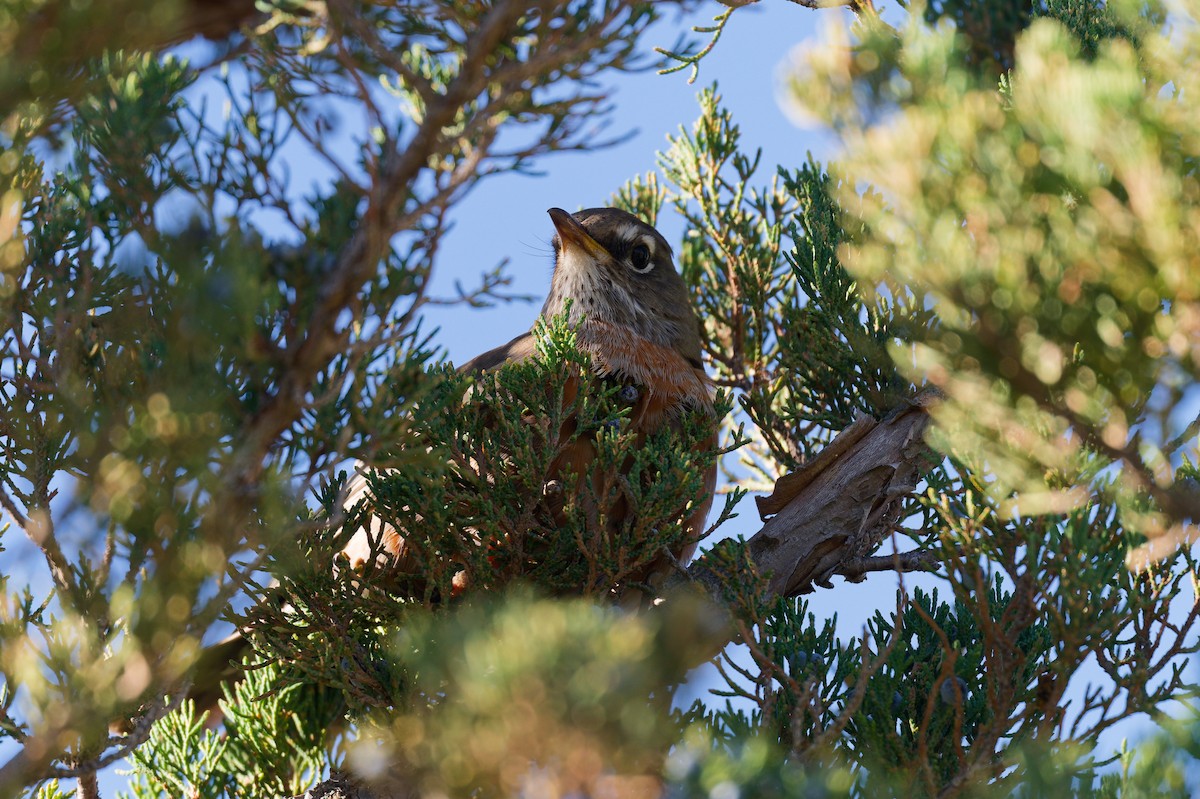 American Robin - ML644366982