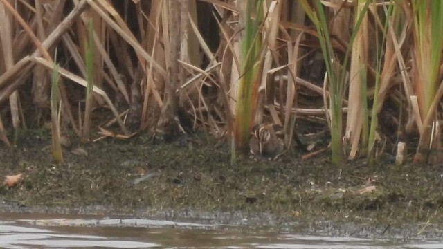 Jack Snipe - ML644366986