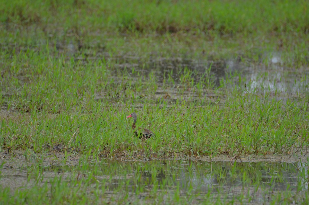 Black-bellied Whistling-Duck - ML644366992