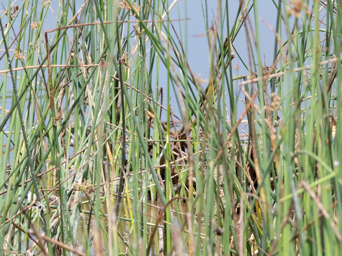 dvergrikse - ML644366997