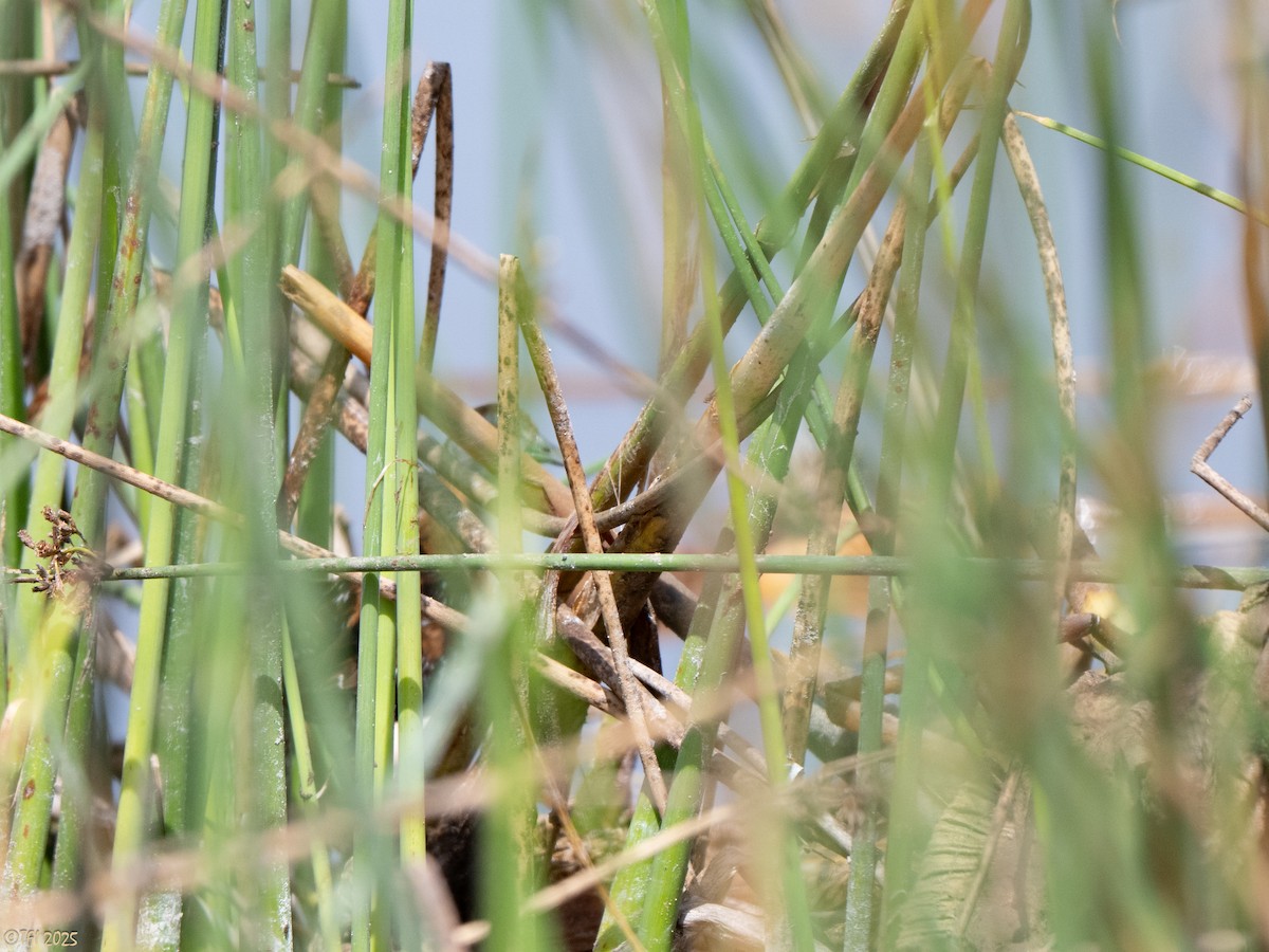 dvergrikse - ML644366999