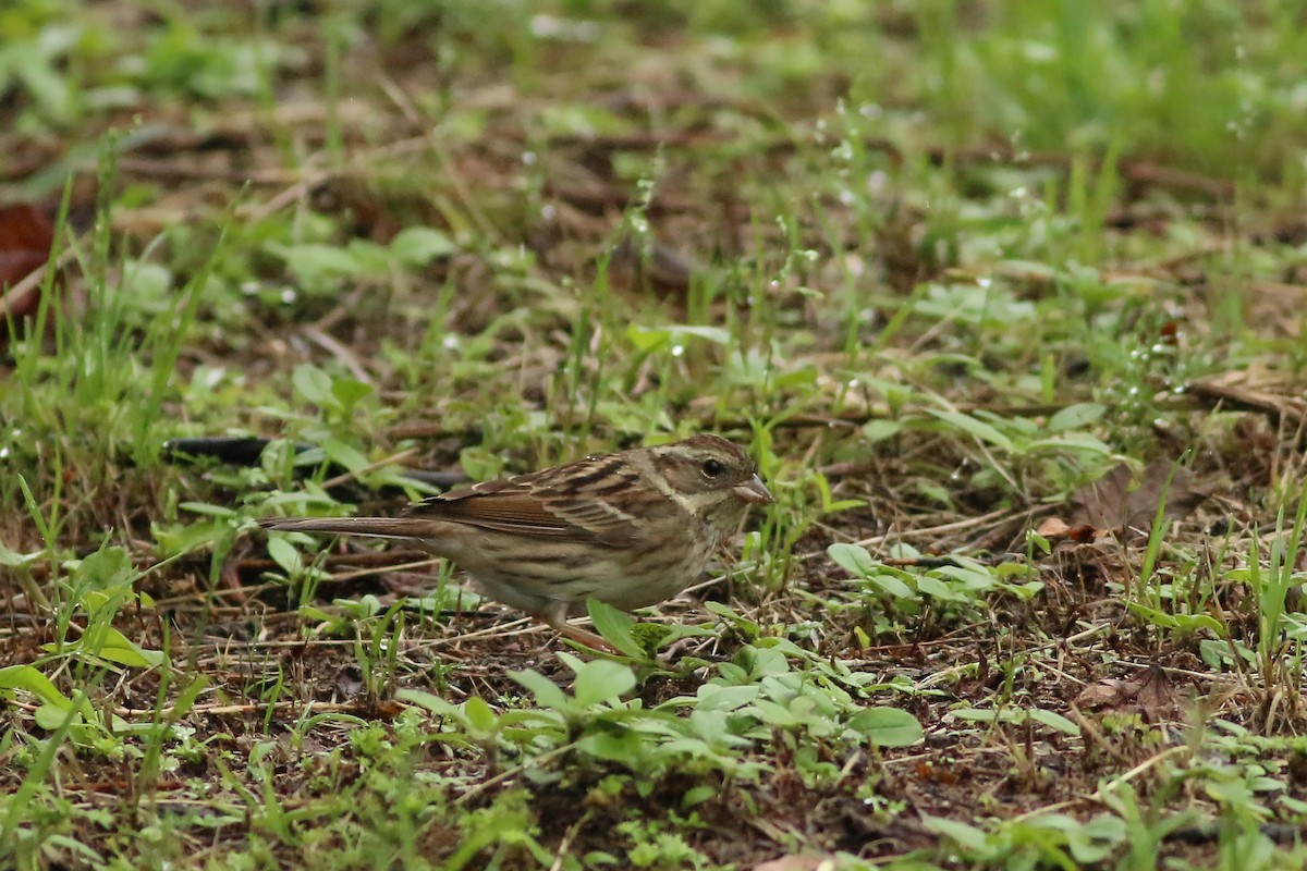 Black-faced Bunting - Jan Andersson