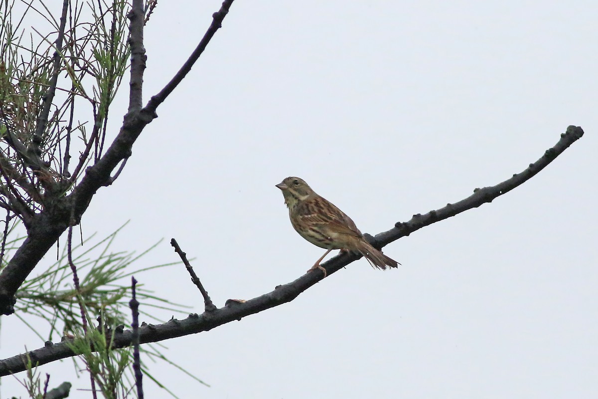 Black-faced Bunting - Jan Andersson
