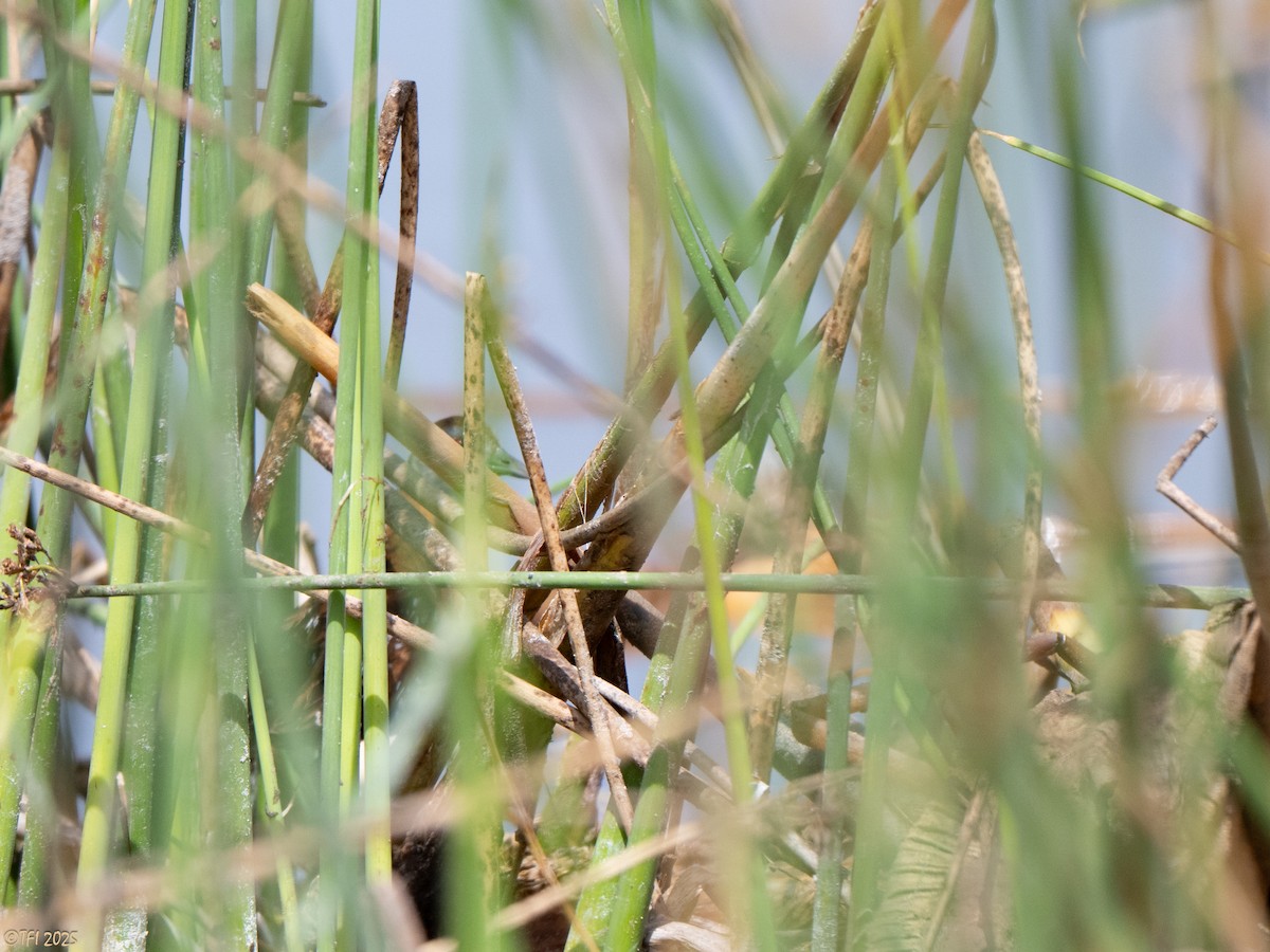 dvergrikse - ML644367007