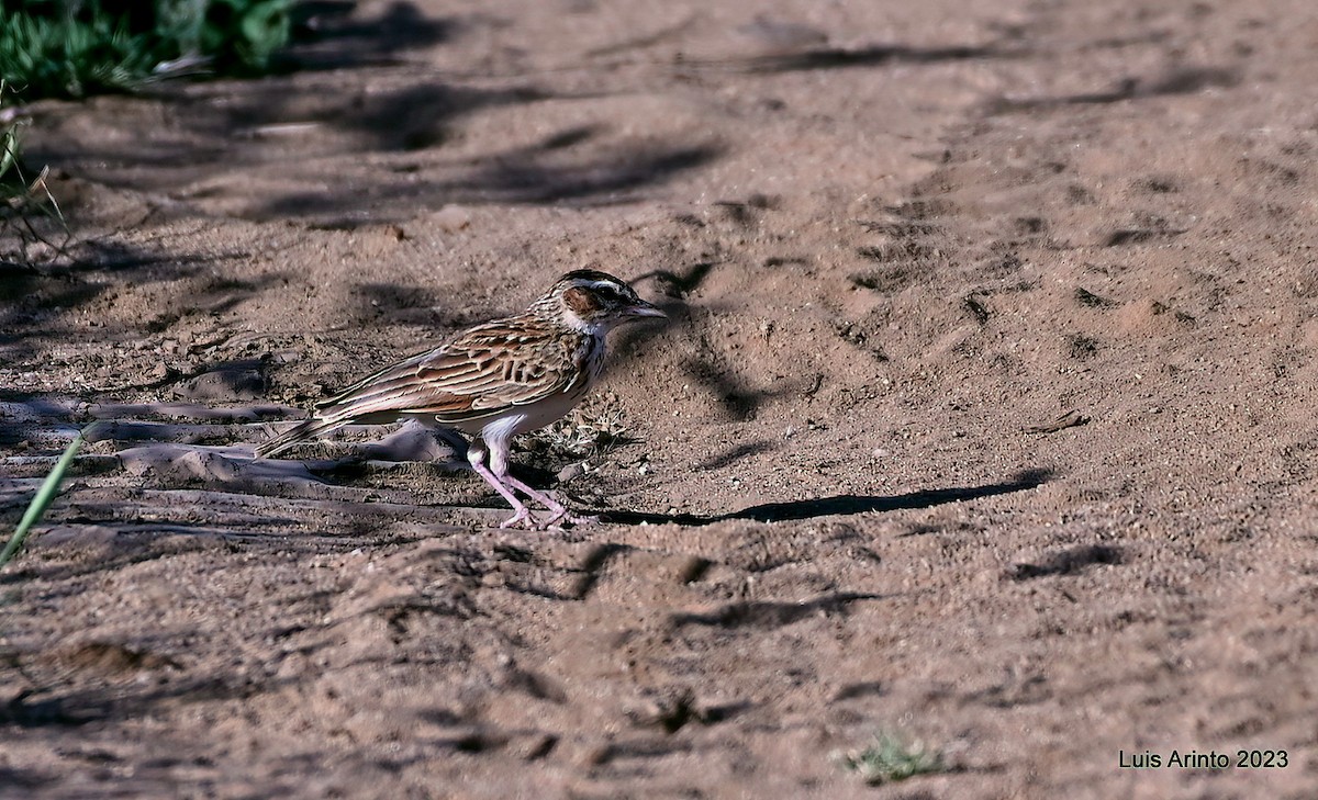 Fawn-colored Lark (Foxy) - ML644367008