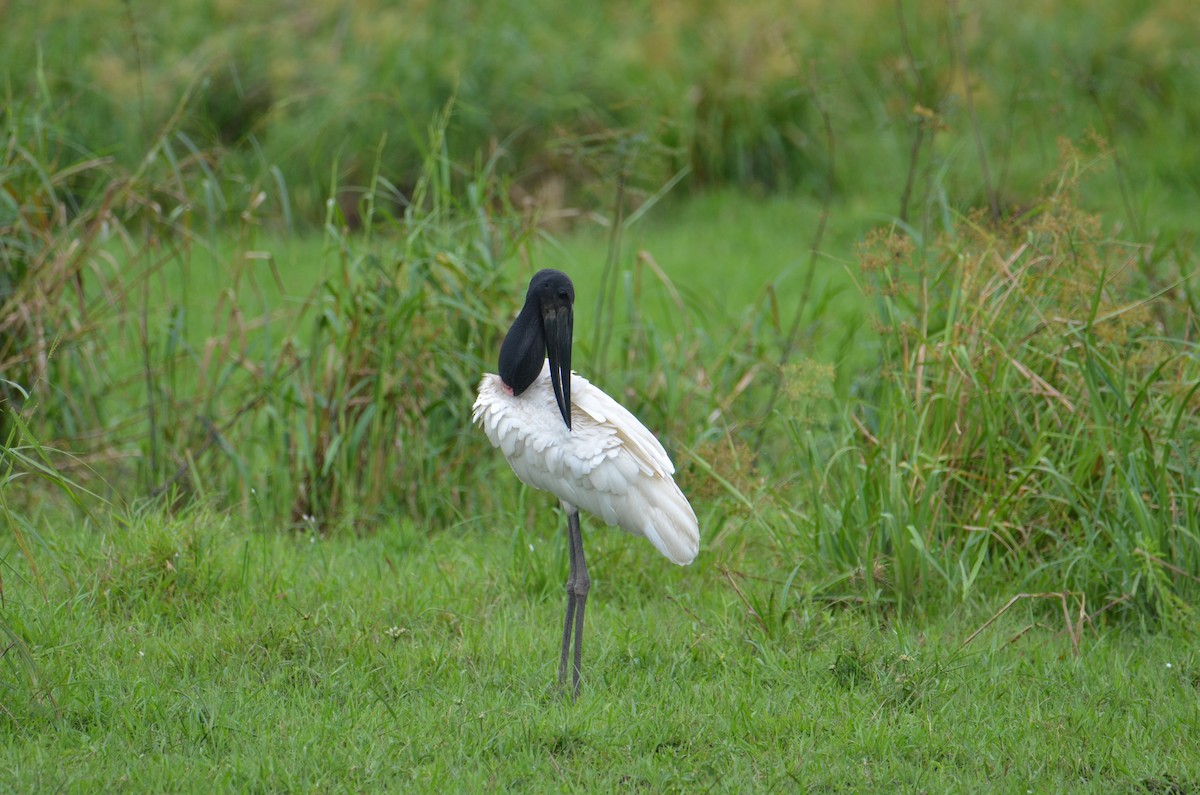 Jabiru - ML644367009
