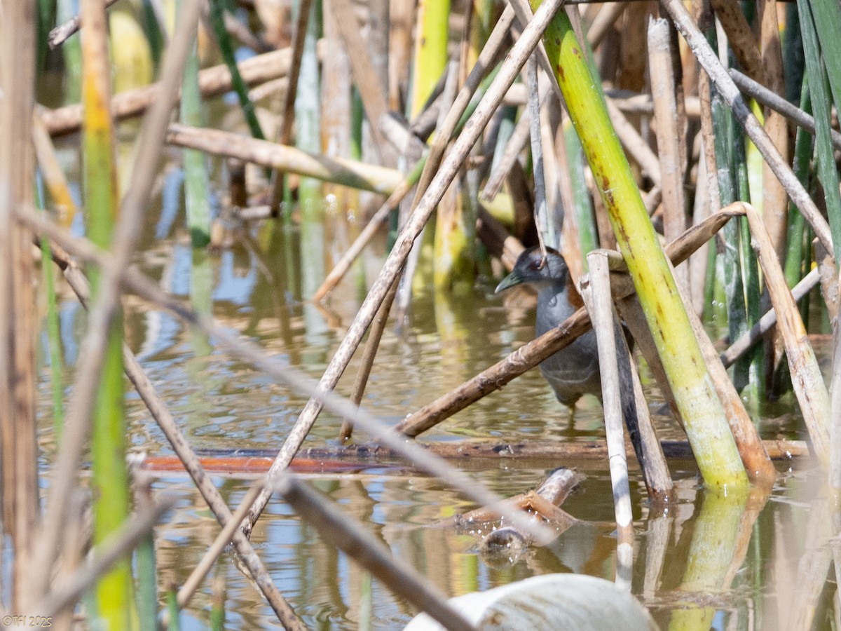 dvergrikse - ML644367011