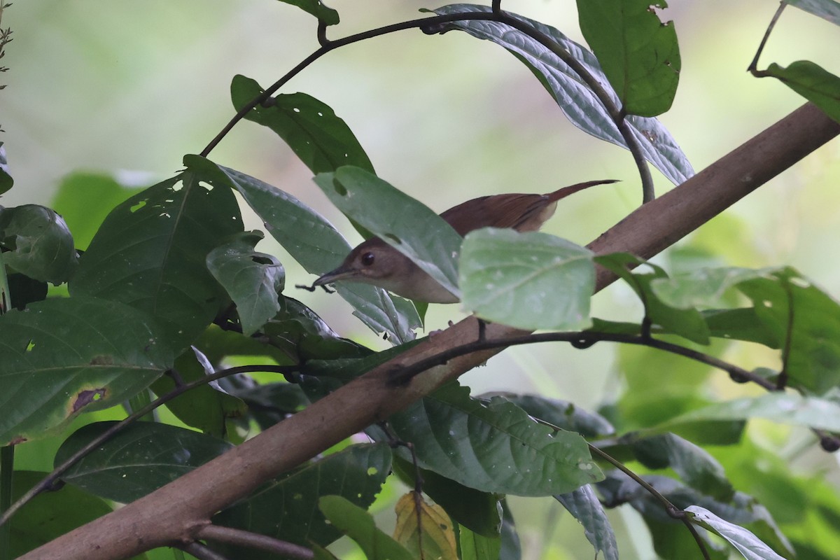 Sulawesi Babbler - ML644367014