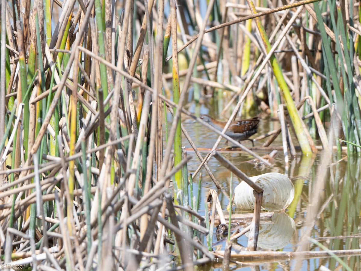 dvergrikse - ML644367015