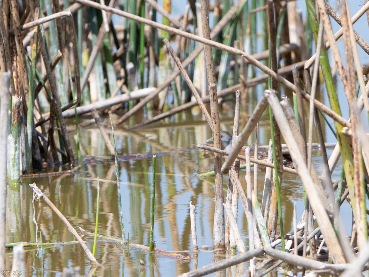 dvergrikse - ML644367016