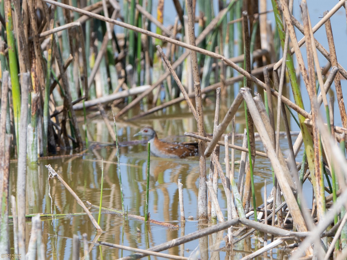 dvergrikse - ML644367017