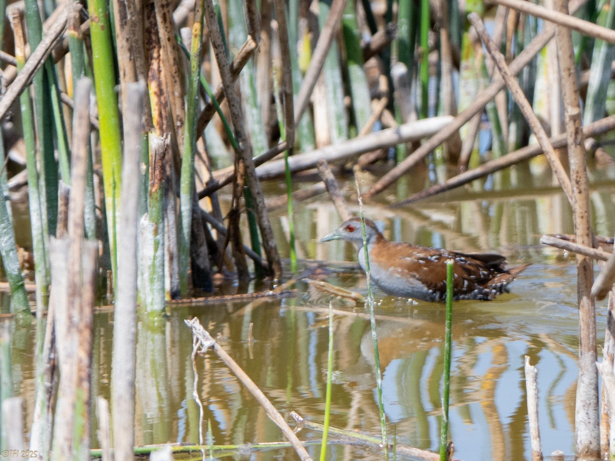 dvergrikse - ML644367019