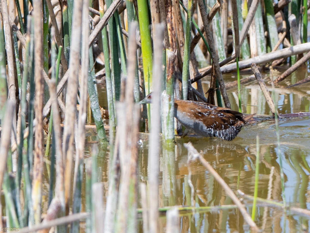 dvergrikse - ML644367022