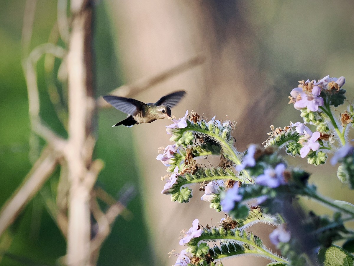 Turquoise-crowned Hummingbird - ML644367024