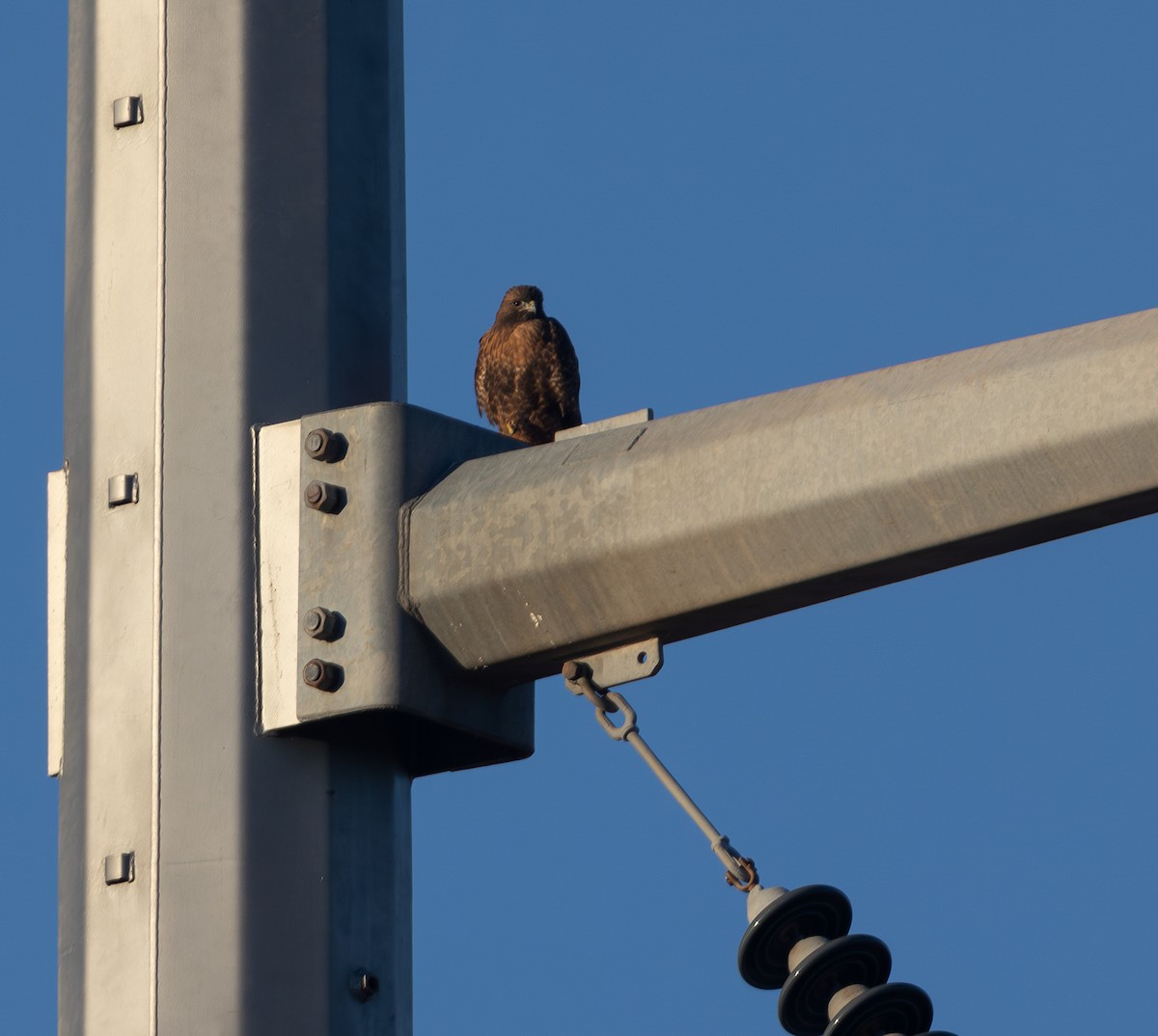 Red-tailed Hawk - Cristina Avila