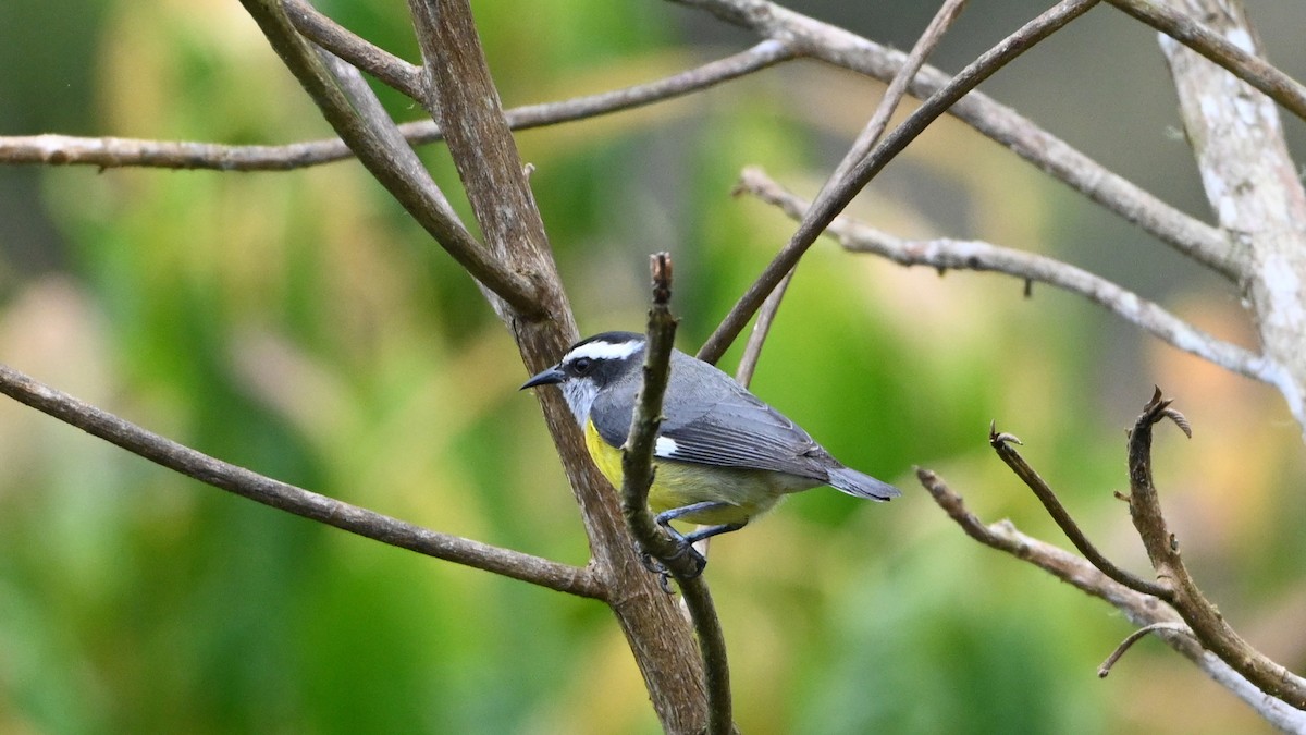 Bananaquit - Robert Holland
