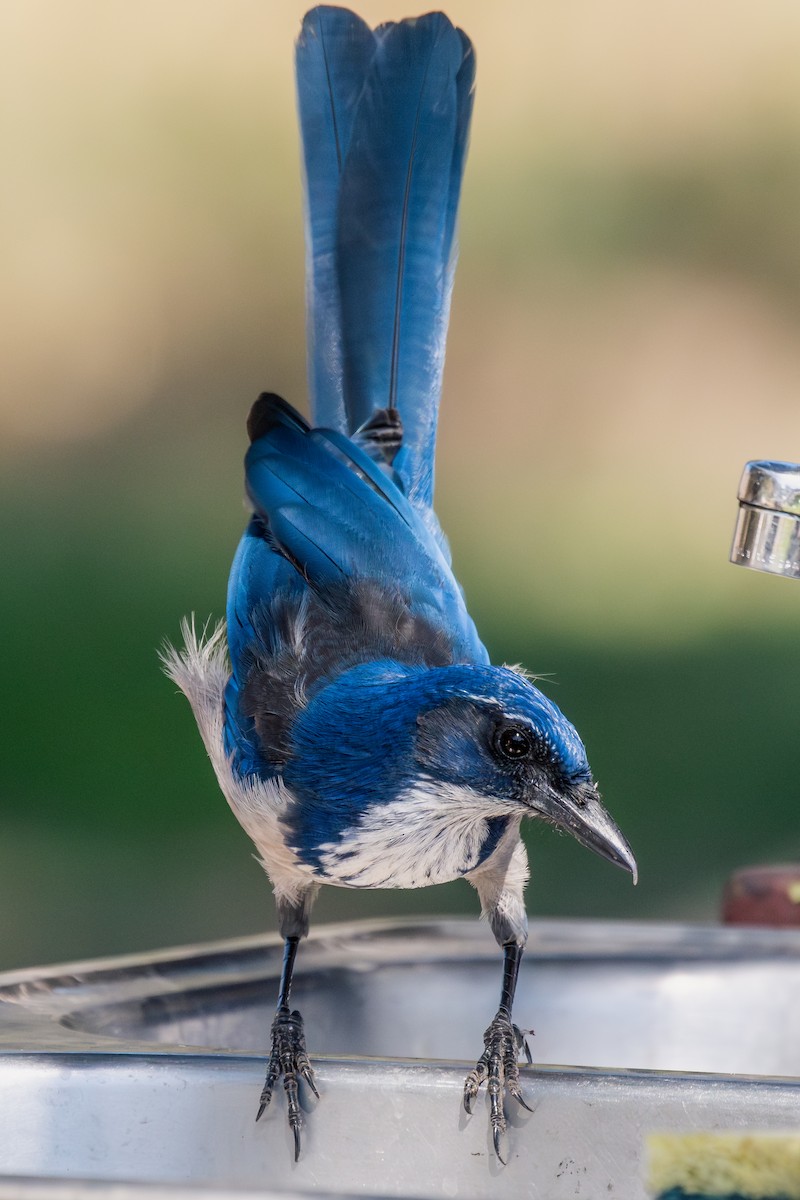 eikeskrike - ML644367033