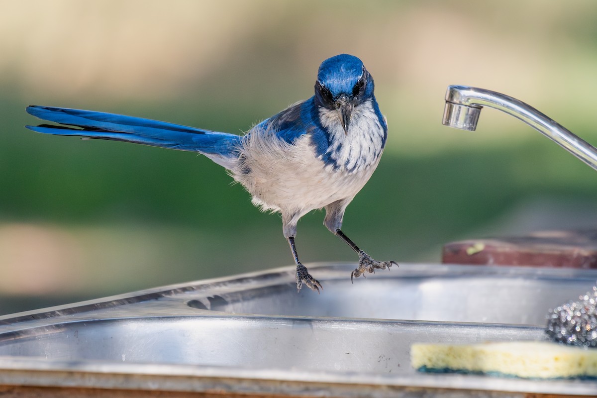 eikeskrike - ML644367034