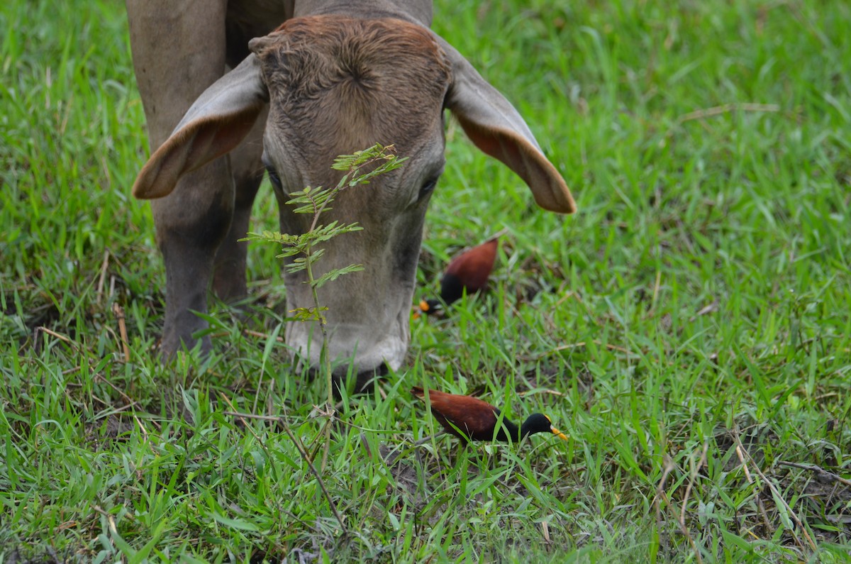 Northern Jacana - Kerry Beaghan