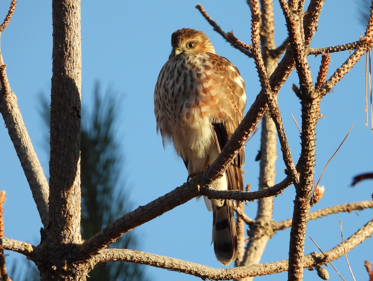 Sharp-shinned Hawk - JC Clancy