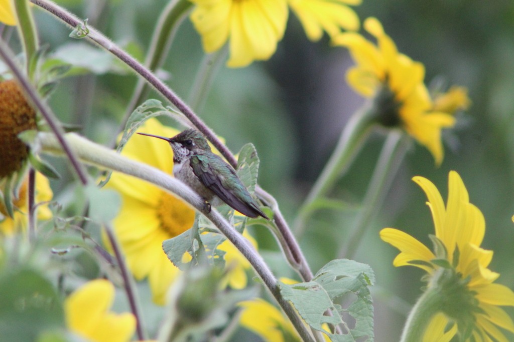 Ruby-throated Hummingbird - ML644367038