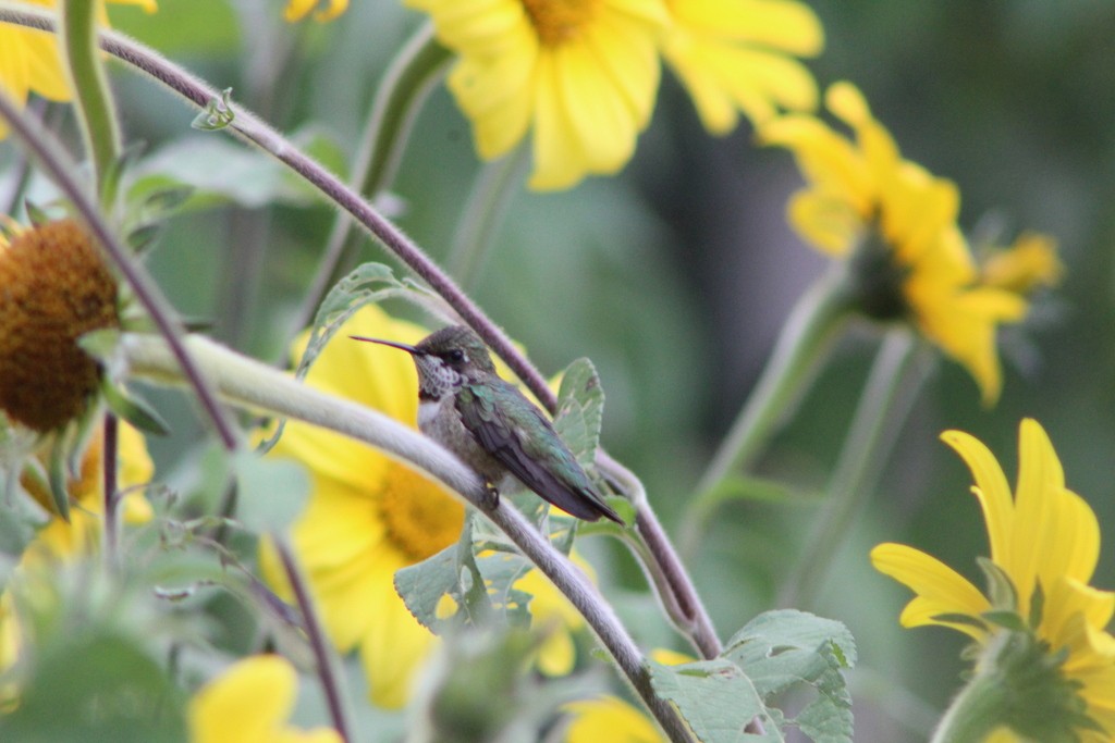 Ruby-throated Hummingbird - MARIA MAGDALENA GARCIA JUAREZ