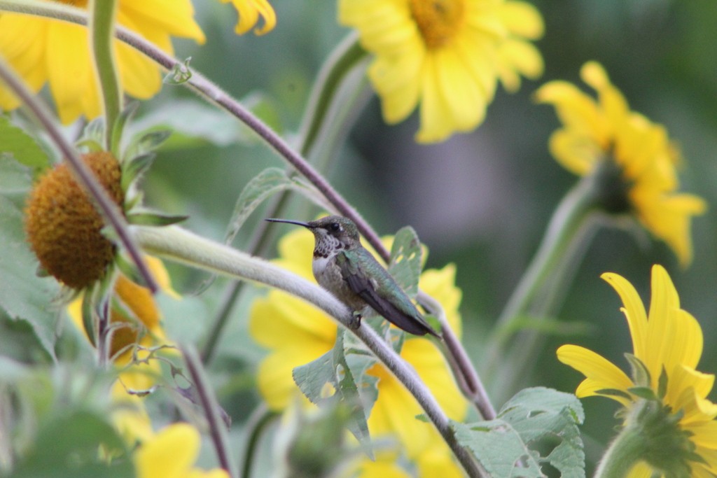 Ruby-throated Hummingbird - ML644367040