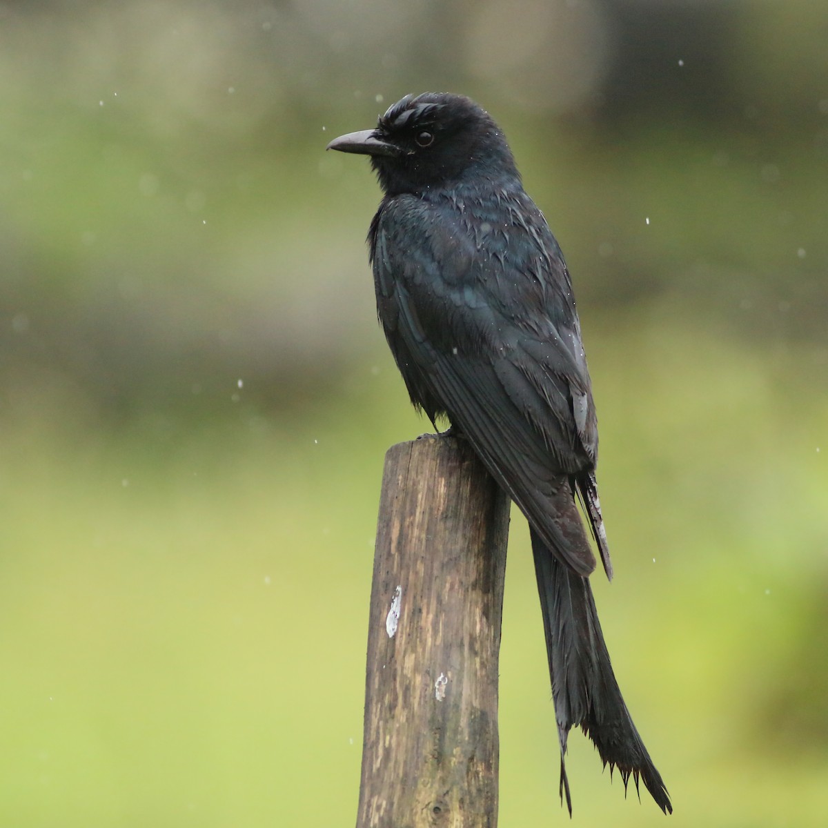 Black Drongo - Jan Andersson