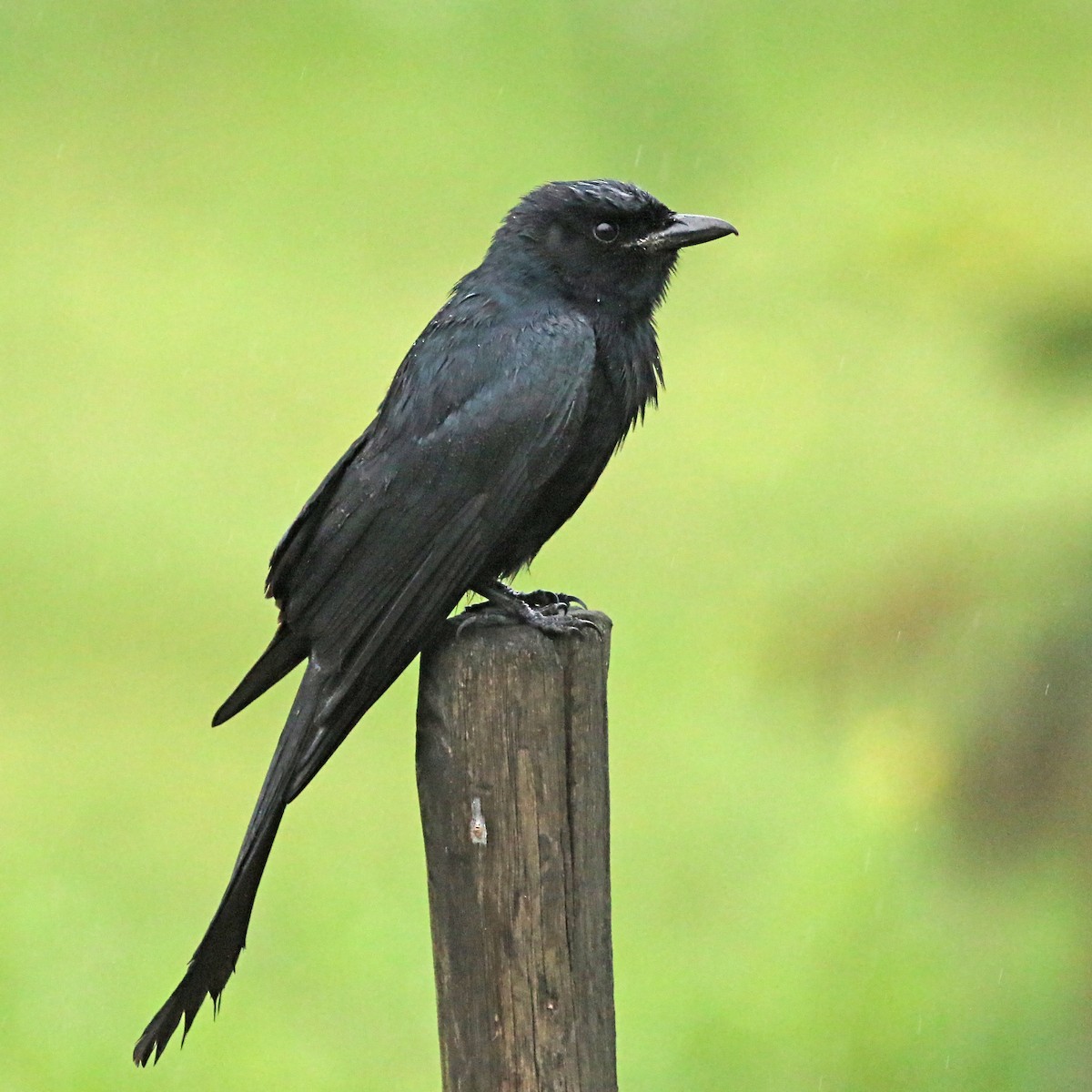 Black Drongo - Jan Andersson