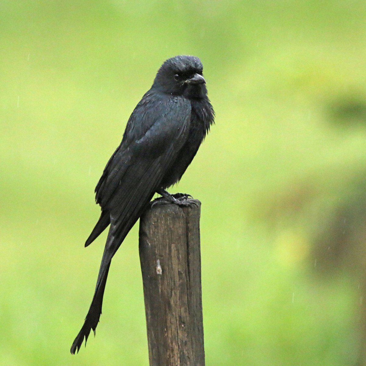 Black Drongo - Jan Andersson