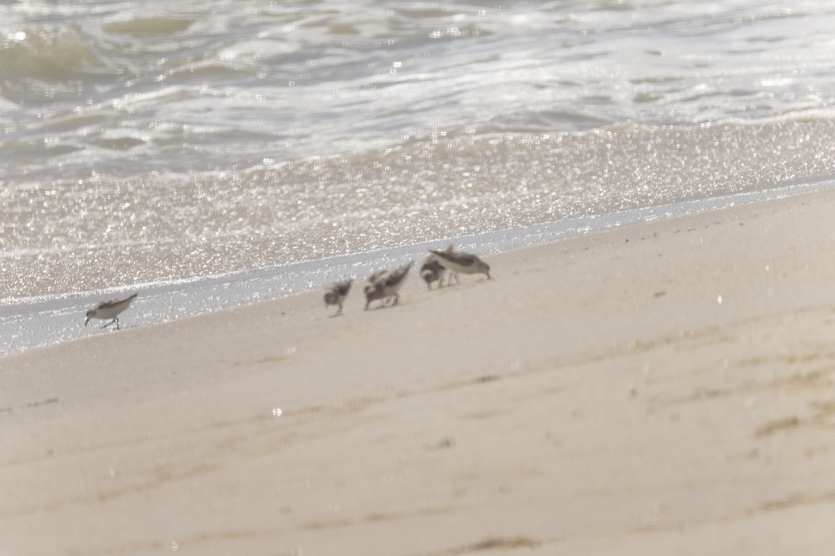 Sanderling - Joseph Mittura
