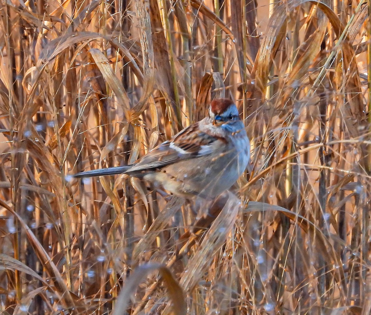 Пасовник північний - ML644367047