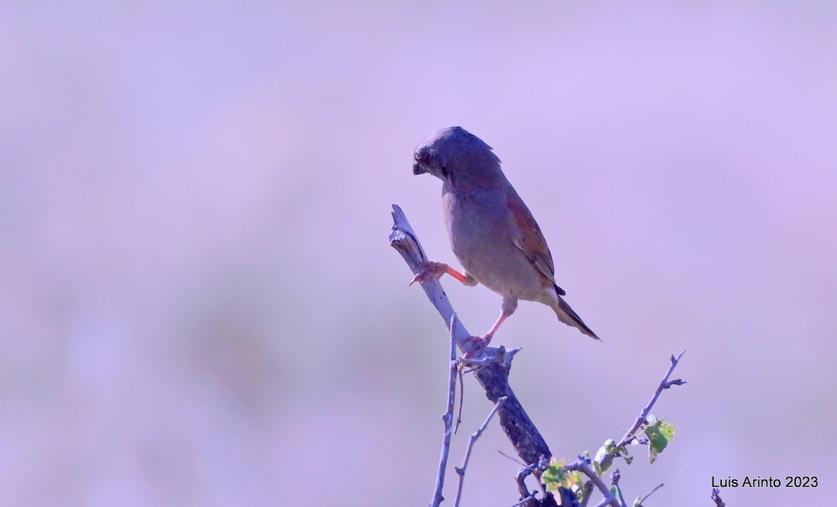 Parrot-billed Sparrow - Luis Arinto