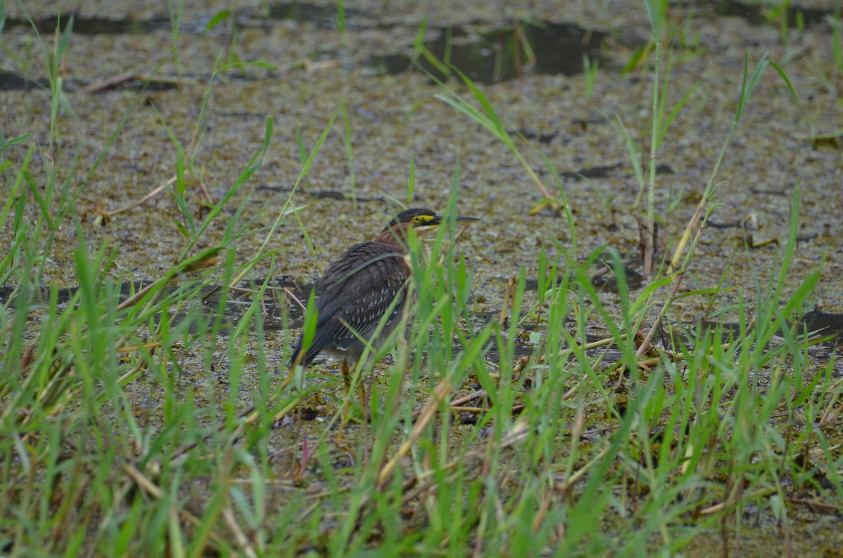 Green Heron - Kerry Beaghan