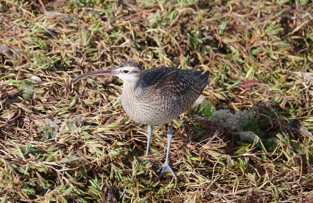 koliha hudsonská - ML644367050