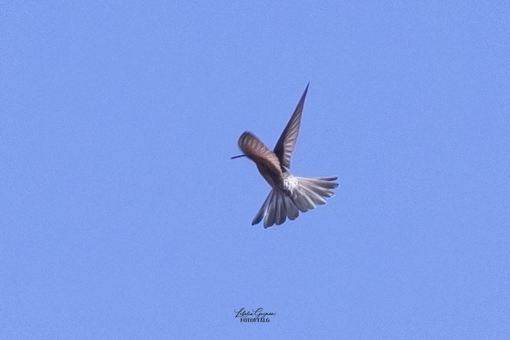 Giant Hummingbird - ML644367051