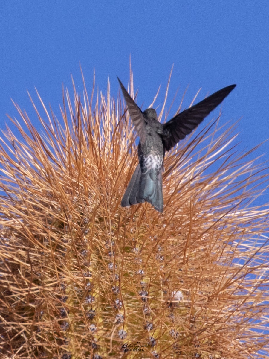 Giant Hummingbird - ML644367054