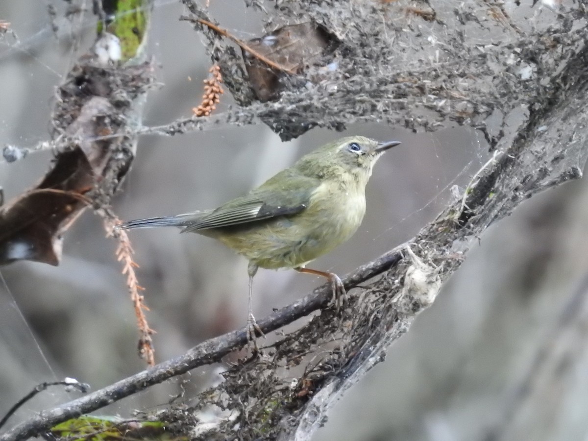 Black-throated Blue Warbler - ML644367055