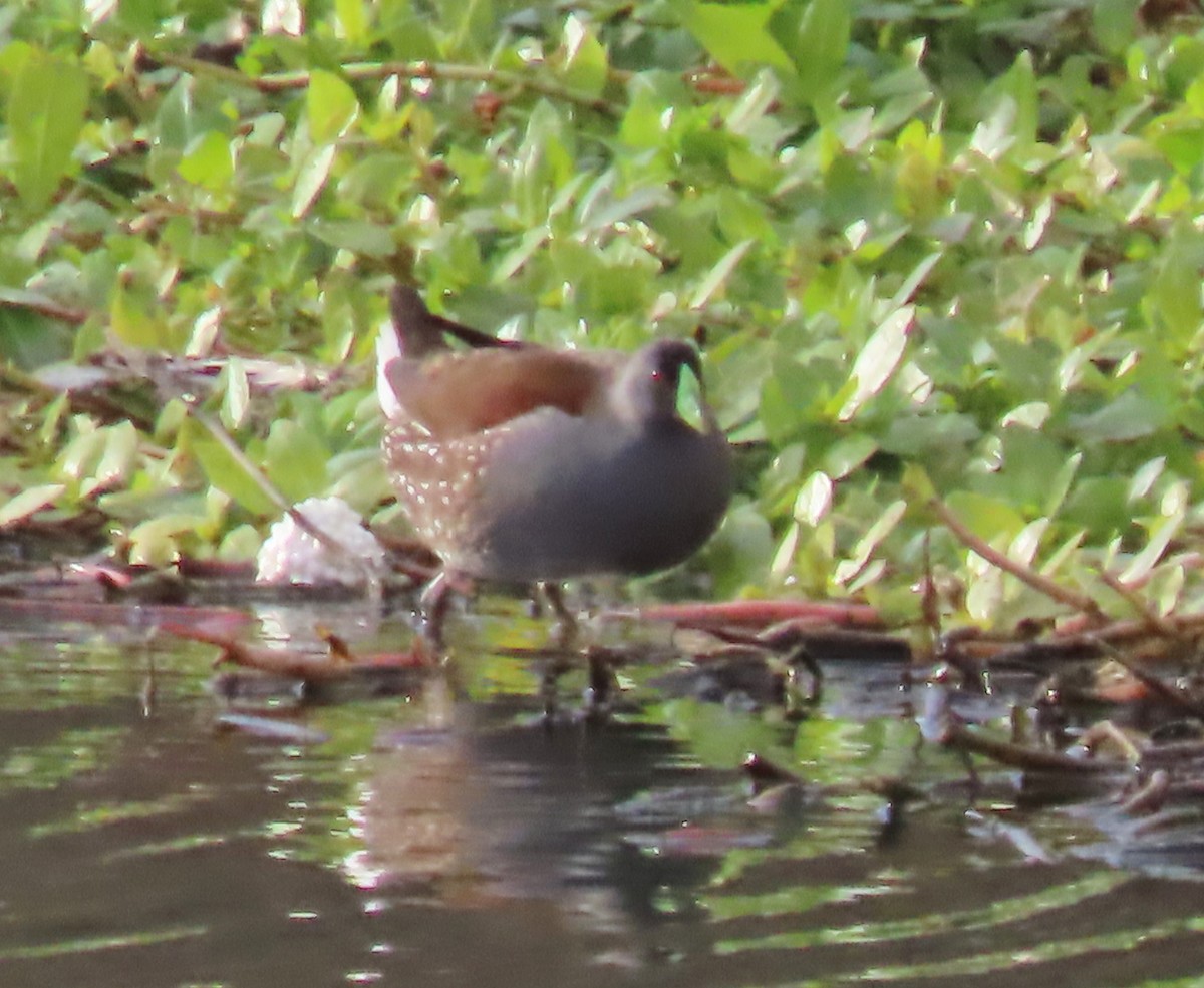 Spot-flanked Gallinule - ML644367057