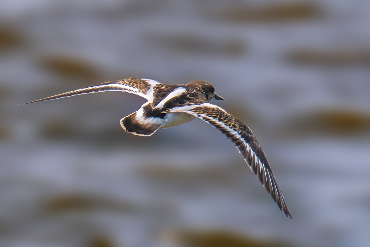 Ruddy Turnstone - Vivek Saggar
