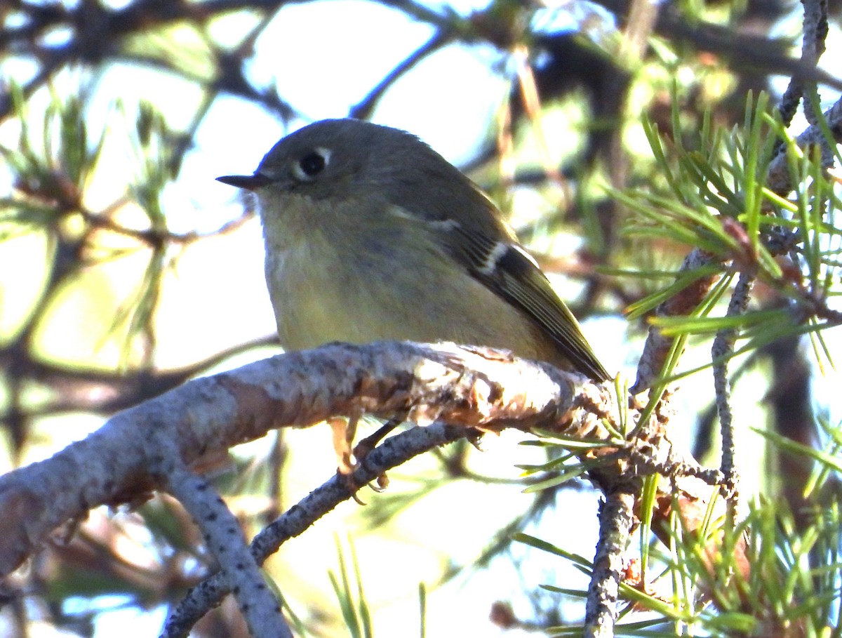 Ruby-crowned Kinglet - JC Clancy