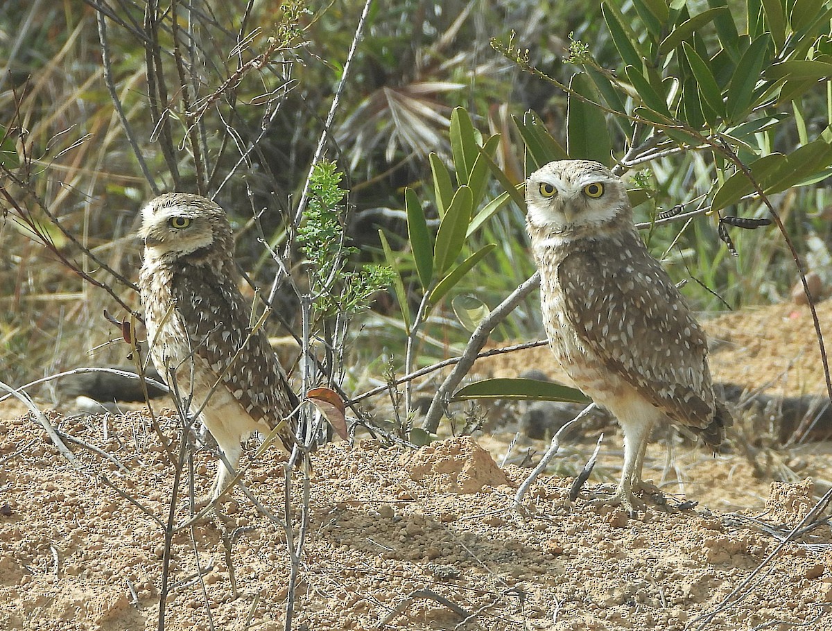 Burrowing Owl (grallaria) - ML644367065